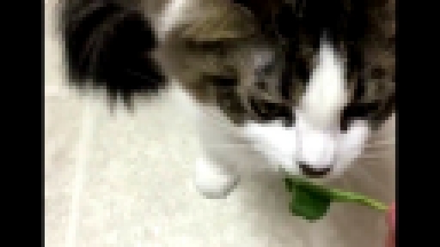 Кошки едят огурцы, капусту и салат 