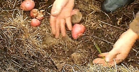 Как вырастить картошку в сене-соломе - видеоклип на песню