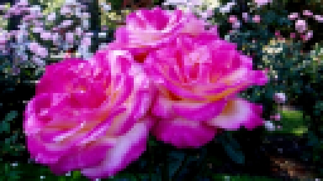 Миллион алых роз на Японском - видеоклип на песню