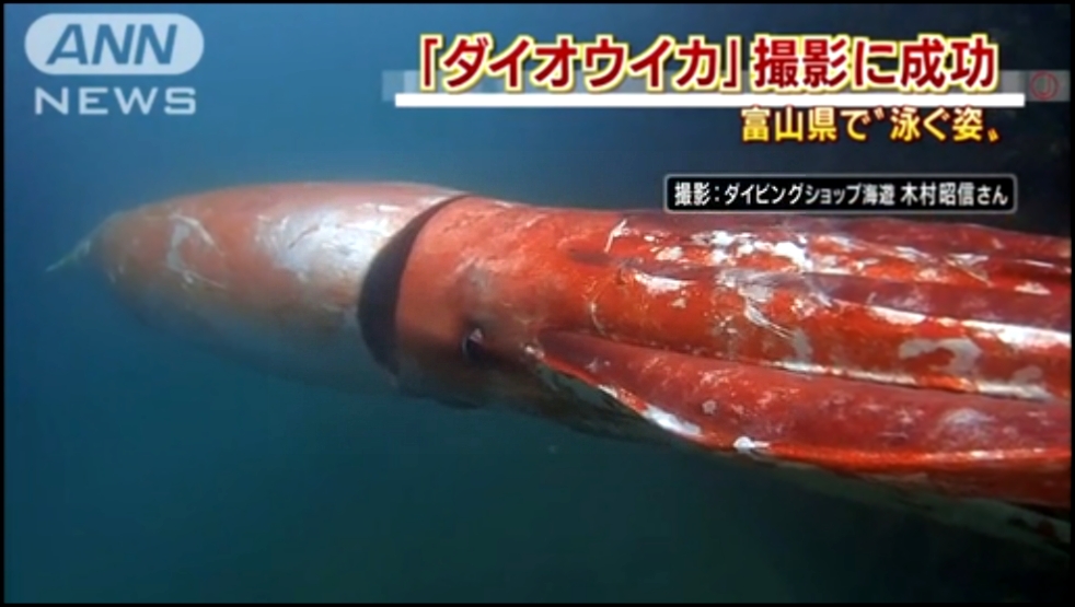 В Японии засняли 4-метрового кальмара 