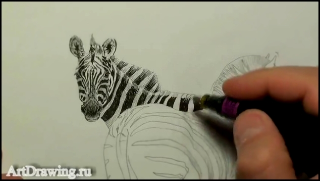 Как рисовать зебру тушью и рапидографом 