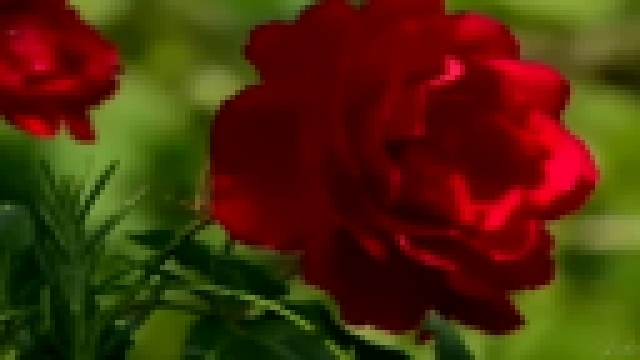 роза белая роза красная - видеоклип на песню