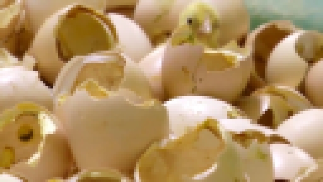 Правда о яичной индустрии 