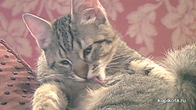 Пикси-боб - порода кошек - видеоклип на песню