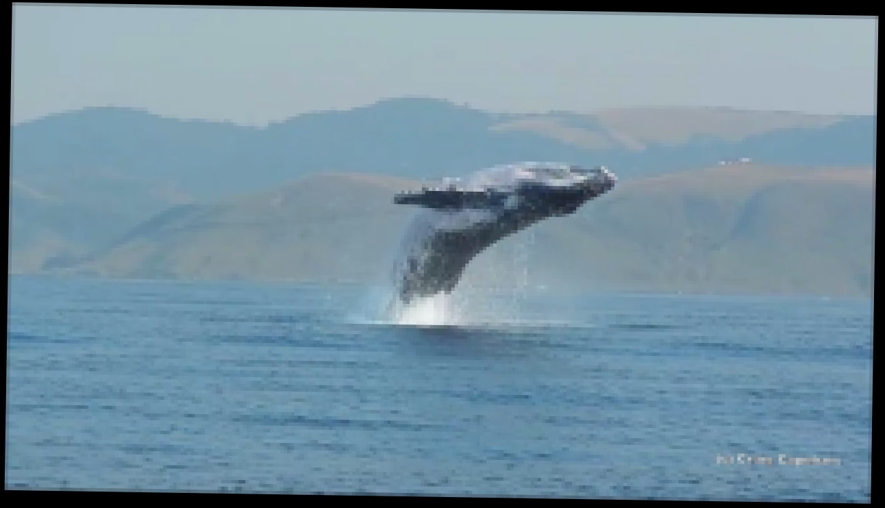 40-тонная горбатая китиха целиком выпрыгнула из воды 