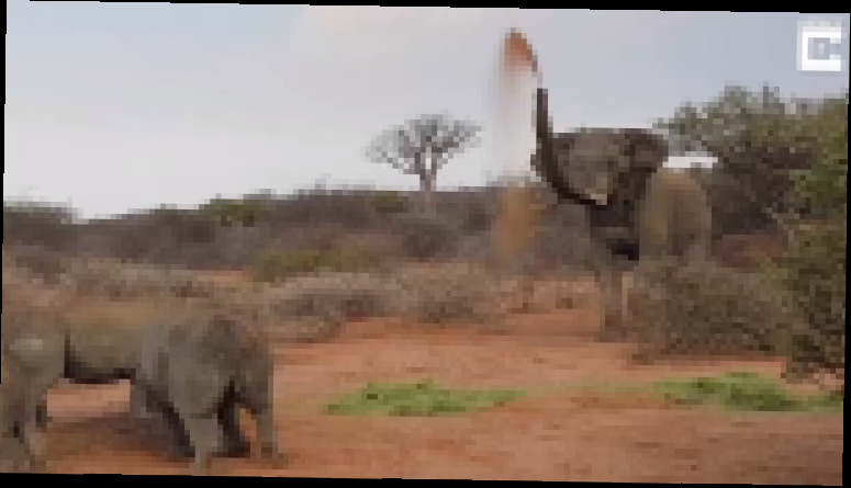 Слон отбивается от носорогов - видеоклип на песню