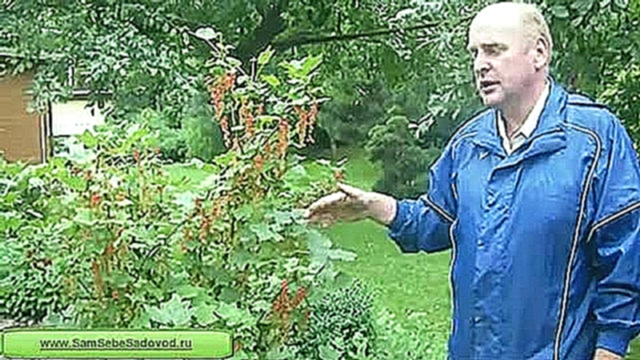 Штамбовая смородина часть 2 