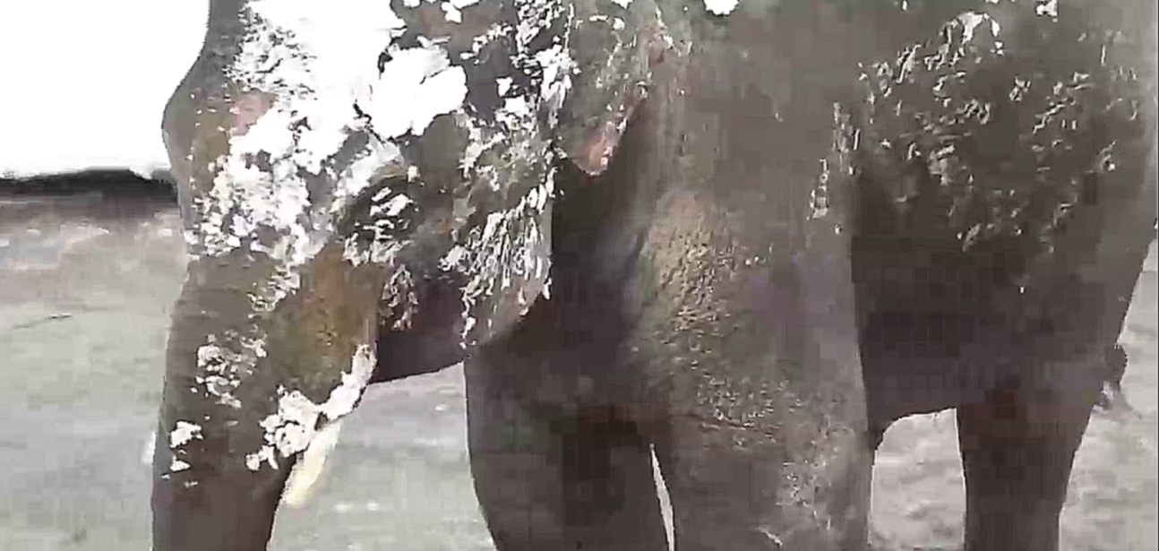 Слон первый раз видит снег - видеоклип на песню