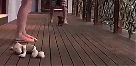   Милый щенок Щенок Видео защищать ее владельца  _Cute Puppy Videos Puppy Defend Her Owner - видеоклип на песню
