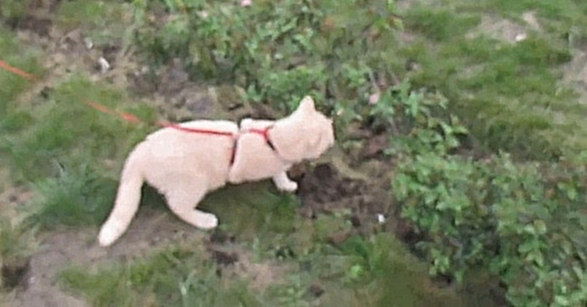 Персик исследует дворовую территорию на поводке ⁄ Persik explores the yard on a leash 