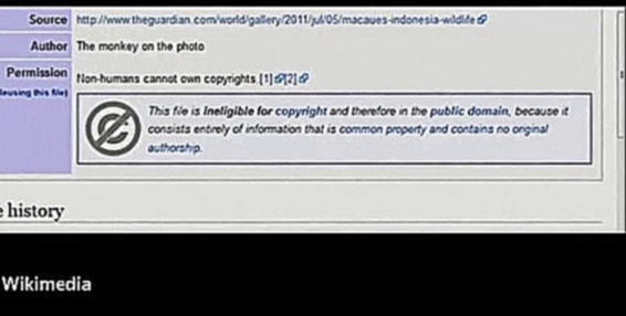 Фотограф будет судиться с Википедией из-за селфи, сделанного макакой 