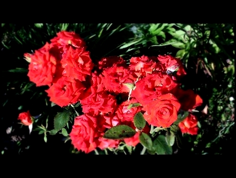 Осенняя обрезка роз  Как из почвопокровной розы сделать куст - видеоклип на песню