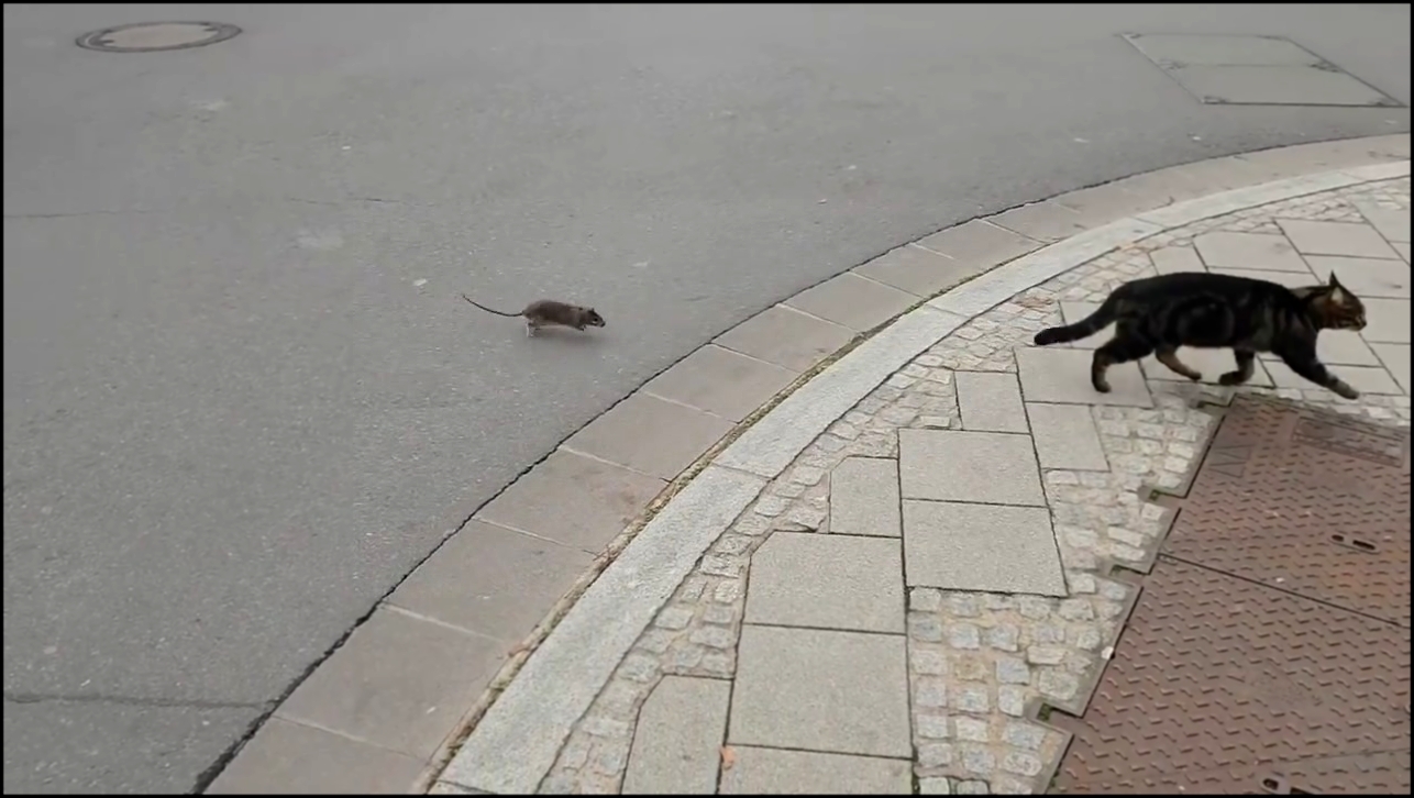 Крыс-бандит и кошатина сражаются в схватке - видеоклип на песню