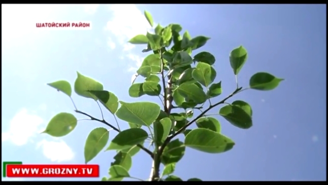 Уроженец Шатойского района разбил сад на высоте около 1000 метров над уровнем моря - видеоклип на песню
