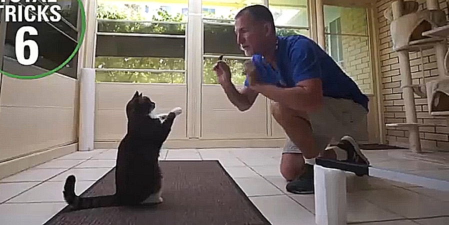 Кот делает 20 трюков за минуту: мировой рекорд Книги рекордов Гиннеса - видеоклип на песню