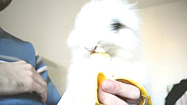 Кролик ест банан 