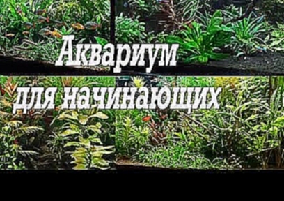 <span aria-label="&#x410;&#x43A;&#x432;&#x430;&#x440;&#x438;&#x443;&#x43C; &#x434;&#x43B;&#x44F; &#x43D;&#x430;&#x447;&#x438;&#x43D;&#x430;&#x44E;&#x449;&#x438;&#x445; &#x410;&#x432;&#x442;&#x43E;&#x440;: Plant Aquarium 5 &#x43C;&#x435;&#x441;&#x44F;&#x44 - видеоклип на песню