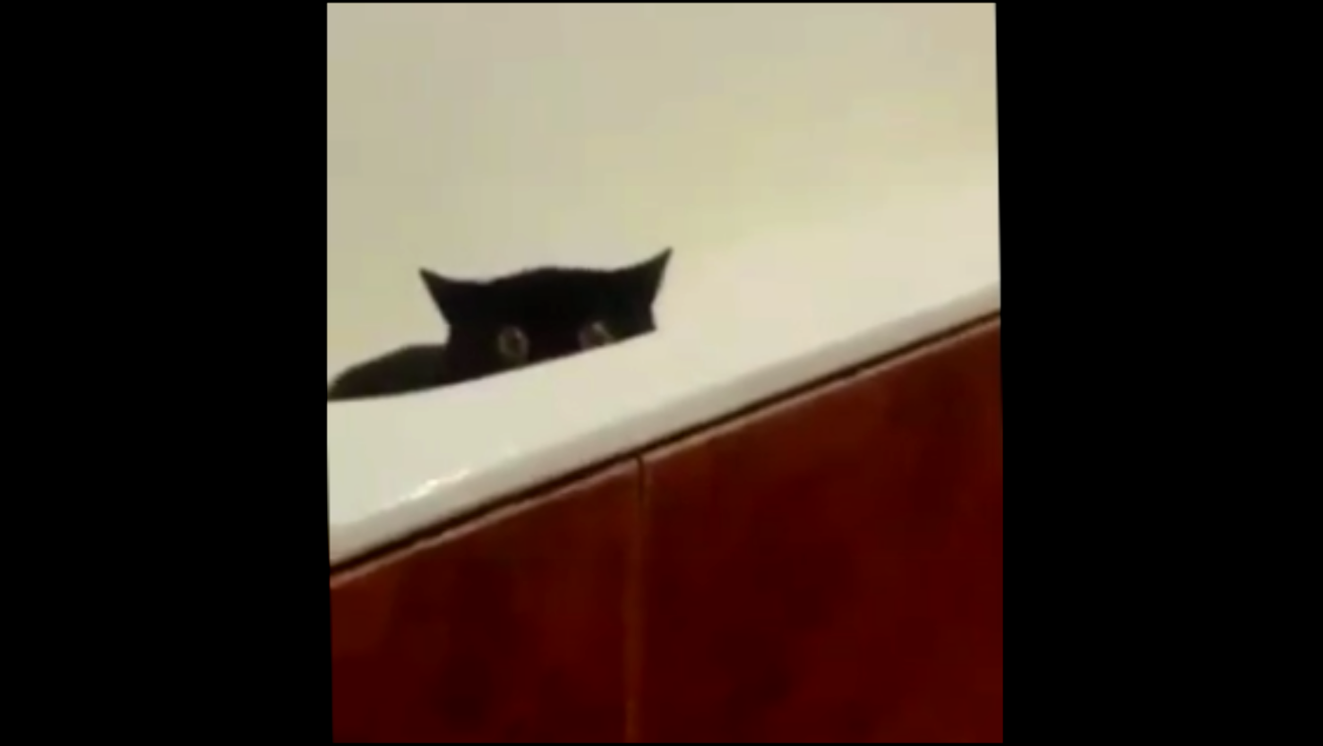 Кот украл свежую рыбу с кухонного стола и спрятался в ванной - видеоклип на песню