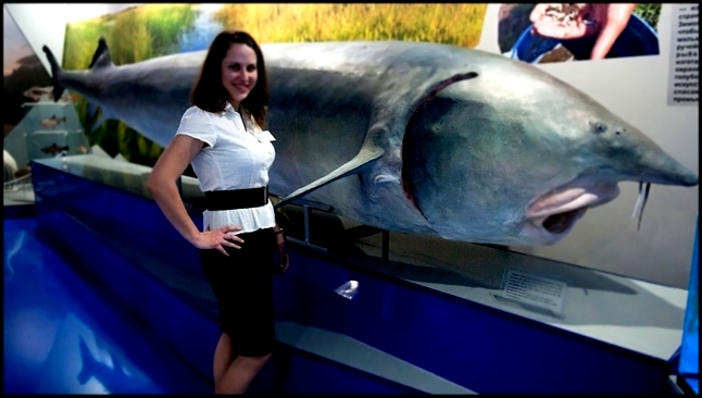 Самая большая в мире пойманная Рыба # Белуга осётр 1490 кг 