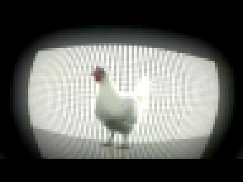 Смешная музыка куриц :) - видеоклип на песню