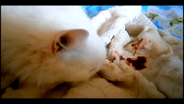 Cat giving birth ⁄ Роды у кошки, моя кошка рожает - самые первые роды, рожаем дома сами - видеоклип на песню