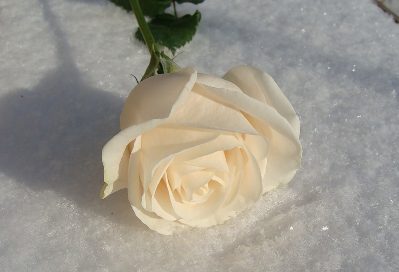 Ласковый май Ах белых роз