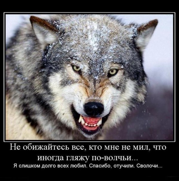 Антон Азаров Одинокий Волк