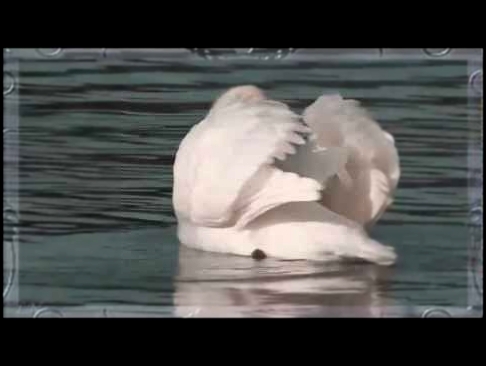 <span aria-label="&#x41A;.&#x421;&#x435;&#x43D;-&#x421;&#x430;&#x43D;&#x441; - &#x41B;&#x435;&#x431;&#x435;&#x434;&#x44C;... - Camille Saint - Saens Swan &#x410;&#x432;&#x442;&#x43E;&#x440;: &#x41B;&#x44E;&#x434;&#x43C;&#x438;&#x43B;&#x430; &#x41D;&#x430; - видеоклип на песню