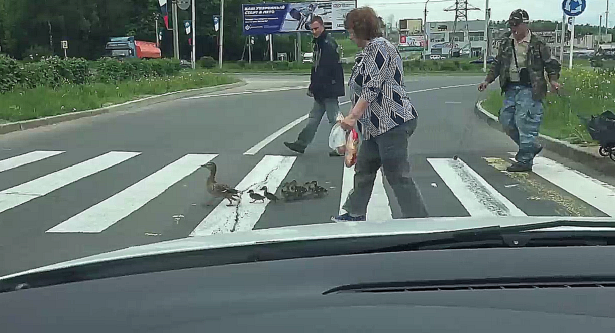 Утка с утятами переходят дорогу 
