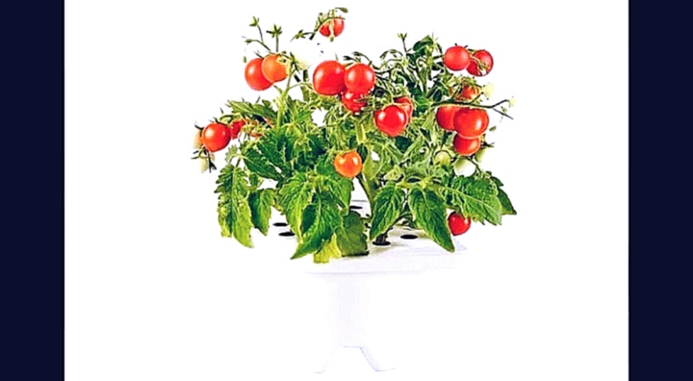 Click and Grow картридж томаты черри 