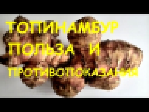 Топинамбур.  Полезные свойства и противопоказания. 