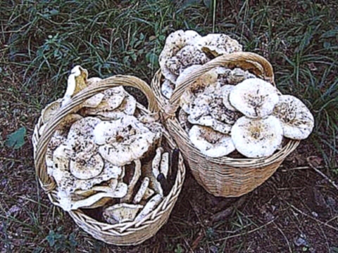 Грузди Жаренные в Кляре! Mushrooms fried 