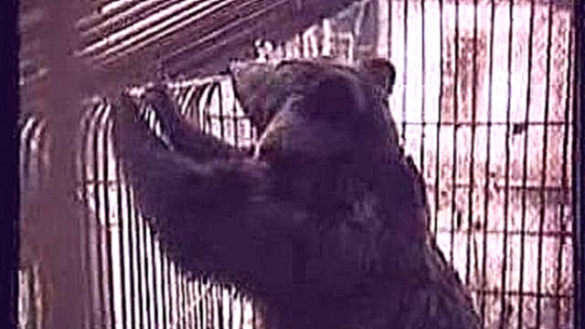 Зачем колхозу Медведи/www.30letkasachstana.de - видеоклип на песню
