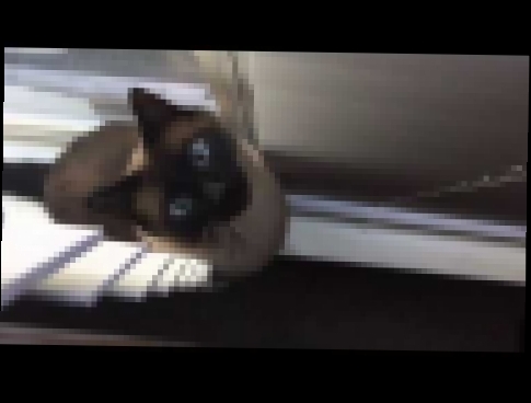 Сиамский кот разговаривает =^..^= СИАМСКИЕ КОШКИ - видеоклип на песню
