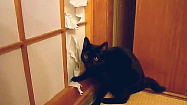 Кошка пытается залезть в стену - видеоклип на песню