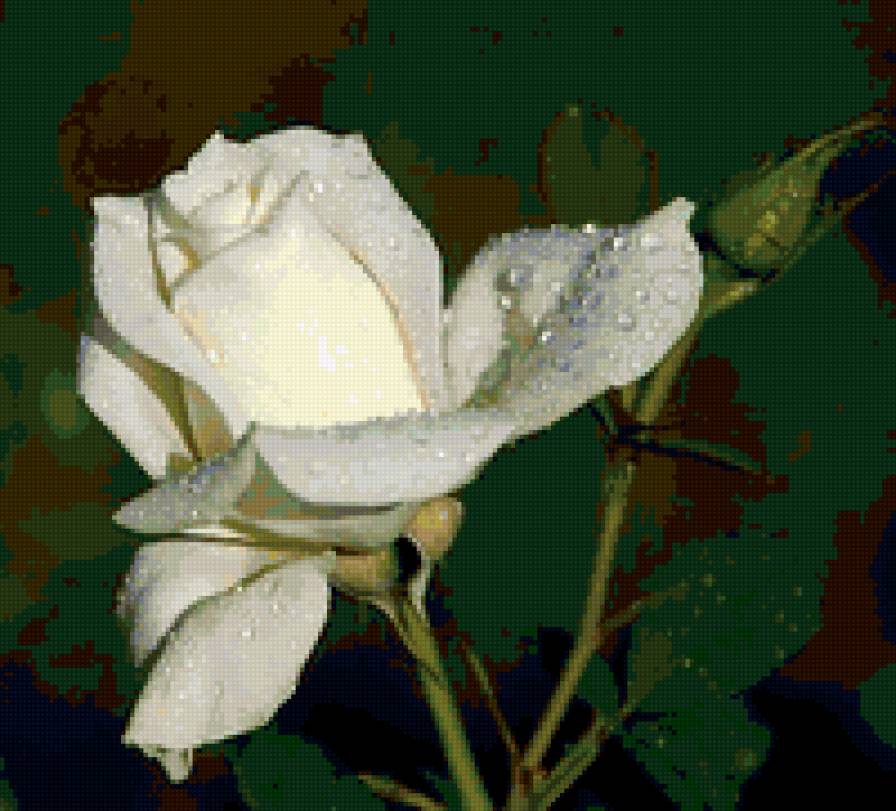 Поляки Белые Розы (на Польском Языке)