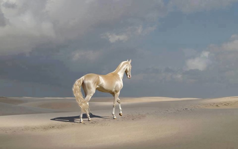 Малинин Александр Белый конь