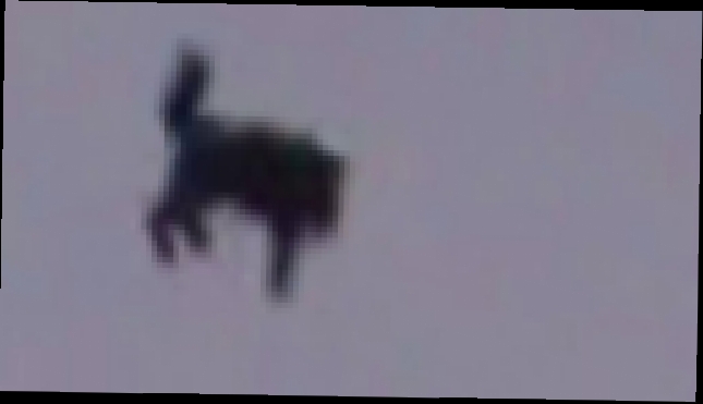 UFO abducts a dog, cat in Moscow Russia▬OVNI Rapta un gato en Rusia 07/06/2015  - видеоклип на песню