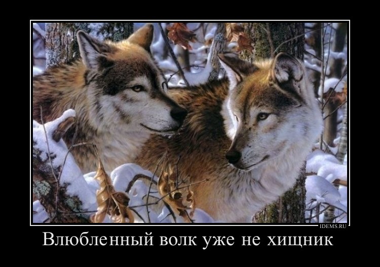 by DMQ x Airy Одинокий волк