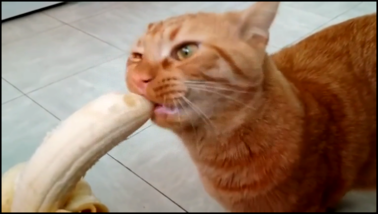 Кот ест банан 