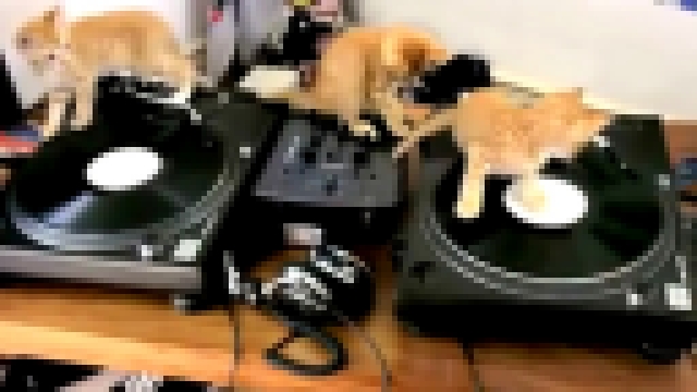 DJ Мяу, DJ Мур и DJ Мимими - видеоклип на песню