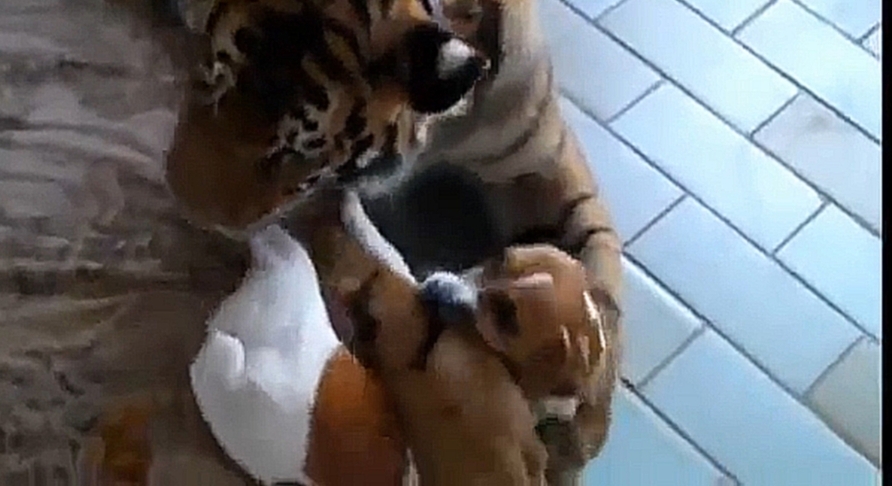 Удивительная дружба тигра и собаки  - видеоклип на песню