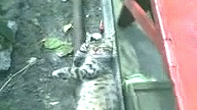 Ленивый кот отдыхает после обеда. Funny cat videos! 