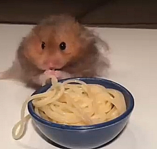 Хомяк ест спагетти 