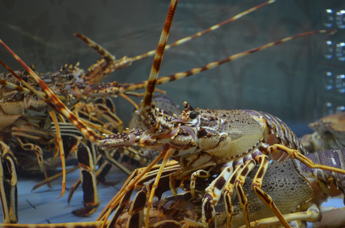 Crab Раствори в объятьях