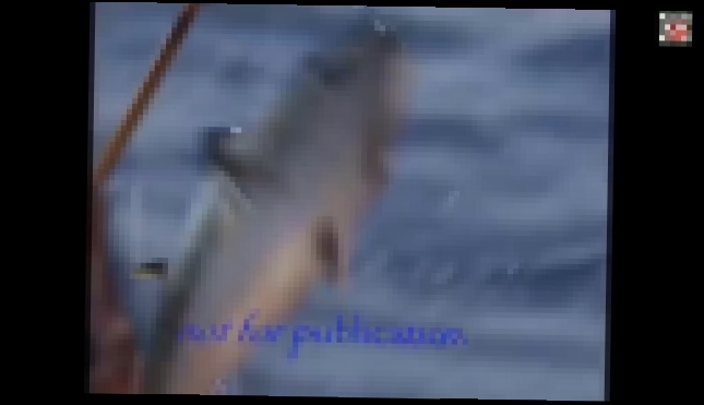 Вот это рыбалка ловля тунца. 