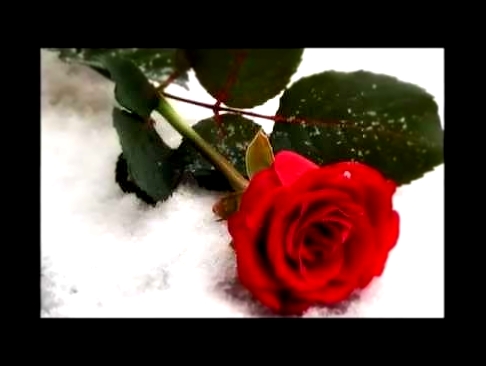Мурат Тхагалегов и Анастасия Аврамиди   Вянут розы в снегу - видеоклип на песню