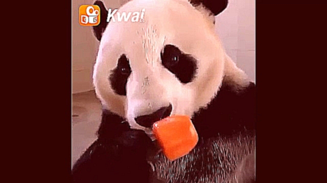 Панда кушает морковное мороженое 