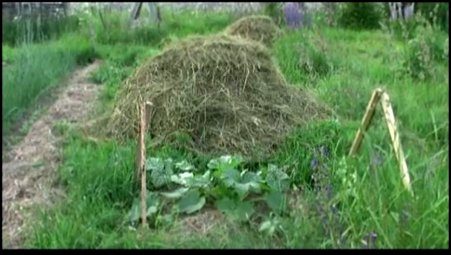 Огород огуречные в родовом поместье. Часть 5. 