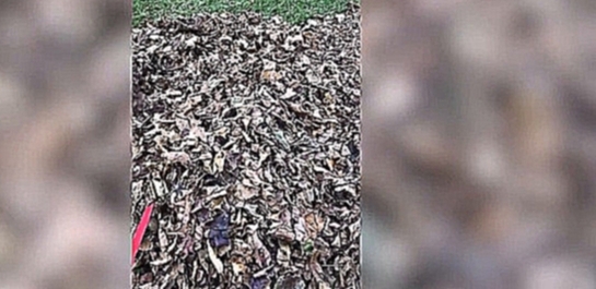 Собака ныряет в кучу листьев - видеоклип на песню